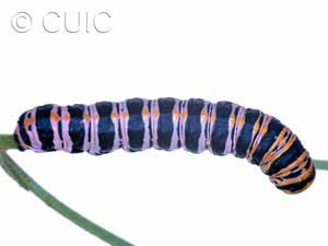 Cucullia lilacina