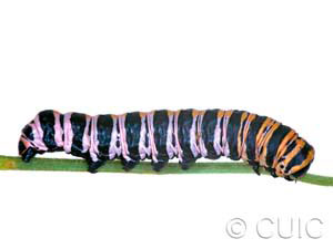 Cucullia lilacina