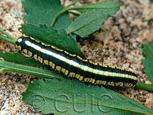 Cucullia oribac