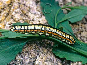Cucullia oribac
