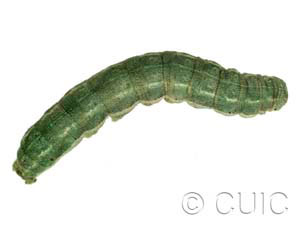 Anarta trifolii