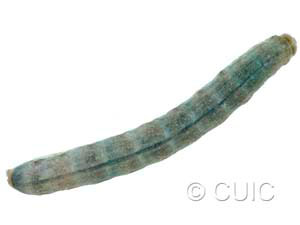 Sideridis rosea