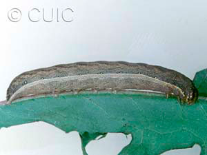Mamestra curialis