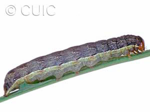 Mamestra curialis