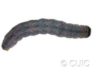 Polia purpurissata
