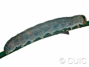 Polia purpurissata