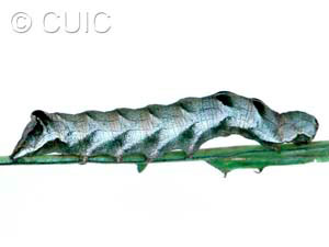 Melanchra adjuncta