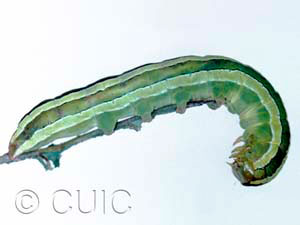 Melanchra assimilis