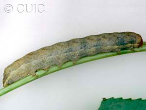 Lacanobia subjuncta