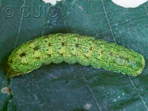 Spiramater lutra