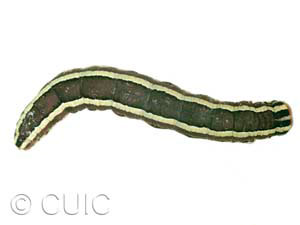 Trichordestra legitima