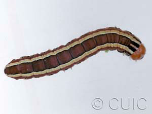 Trichordestra legitima