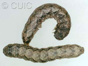 Lacinipolia basiplaga
