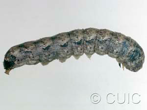 Lacinipolia basiplaga