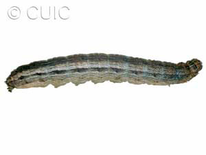 Lacinipolia stricta
