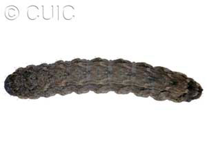 Lacinipolia strigicollis