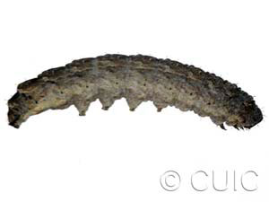 Lacinipolia strigicollis