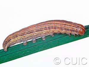 Mythimna oxygala