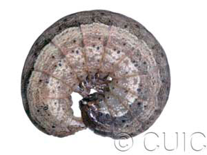 Leucania inermis