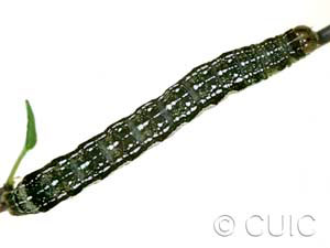 Orthosia rubescens