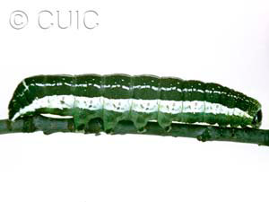 Orthosia alurina