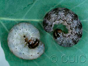 Egira dolosa