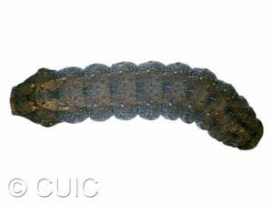 Homorthodes furfurata