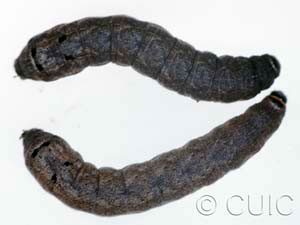 Ulolonche culea