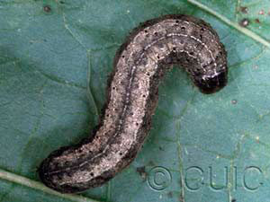 Lophoceramica artega