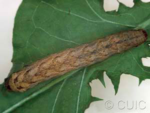 Xestia c-nigrum