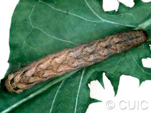 Xestia c-nigrum