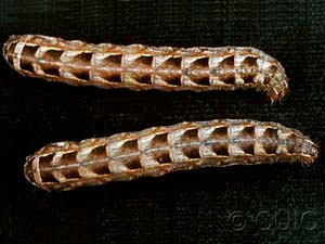 Cerastis salicarum