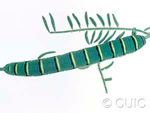 Zerene cesonia