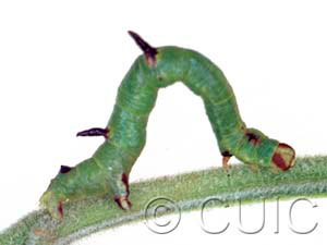 Sicya macularia