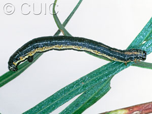 Eucaterva variaria