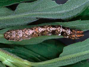 Eusarca confusaria