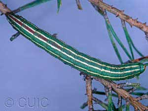 Lapara bombycoides
