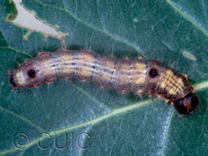 Clostera albosigma