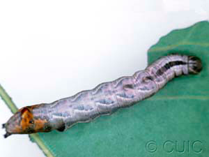 Notodonta torva