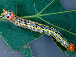 Symmerista canicosta