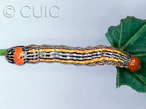 Symmerista leucitys