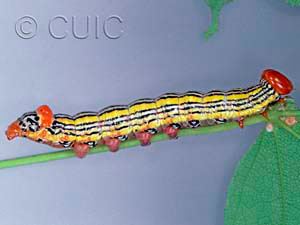 Symmerista leucitys
