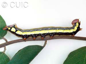 Dasylophia melanopa