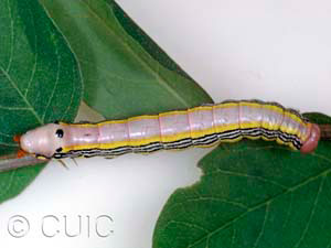 Dasylophia melanopa