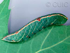 Macrurocampa marthesia