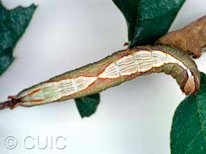 Heterocampa averna