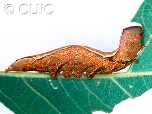Heterocampa averna
