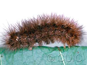 Phragmatobia fuliginosa