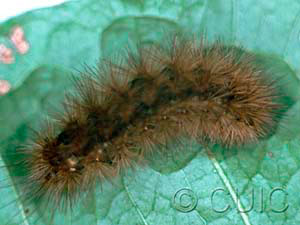 Phragmatobia fuliginosa