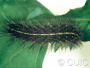 Apantesis phyllira